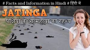 jitinga assam suicide of mass birds blackmagic